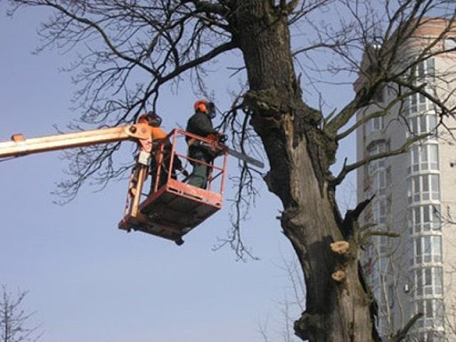 Фото спила деревьев в Ставрополе 