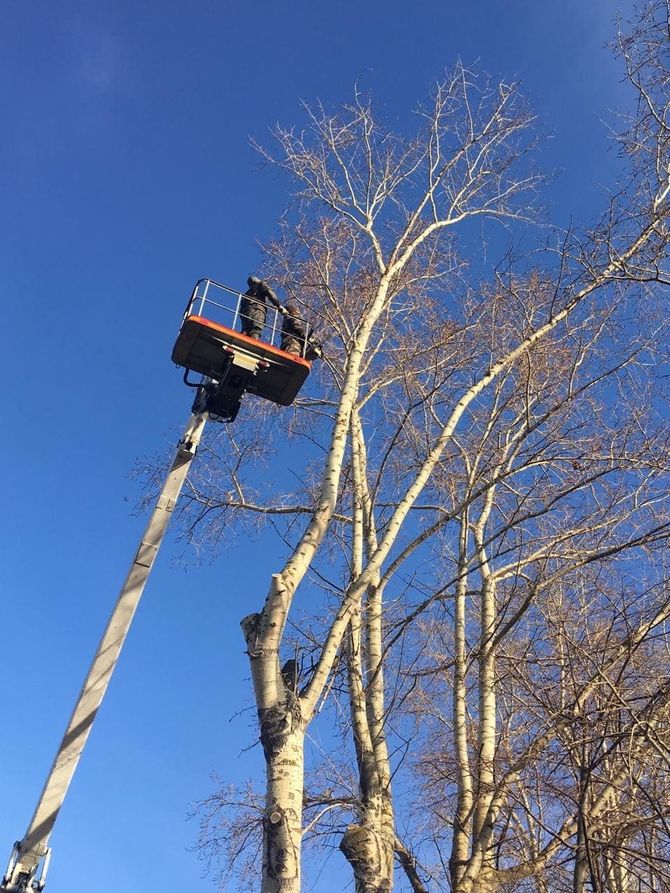 Фото процесса спила деревьев 